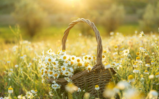 Wicker basket with beautiful chamomiles in meadow on sunny day