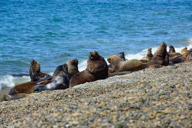 istock Mother and baby sea lion, 1343897972