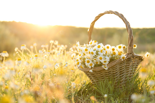 Wicker basket with beautiful chamomiles in meadow on sunny day