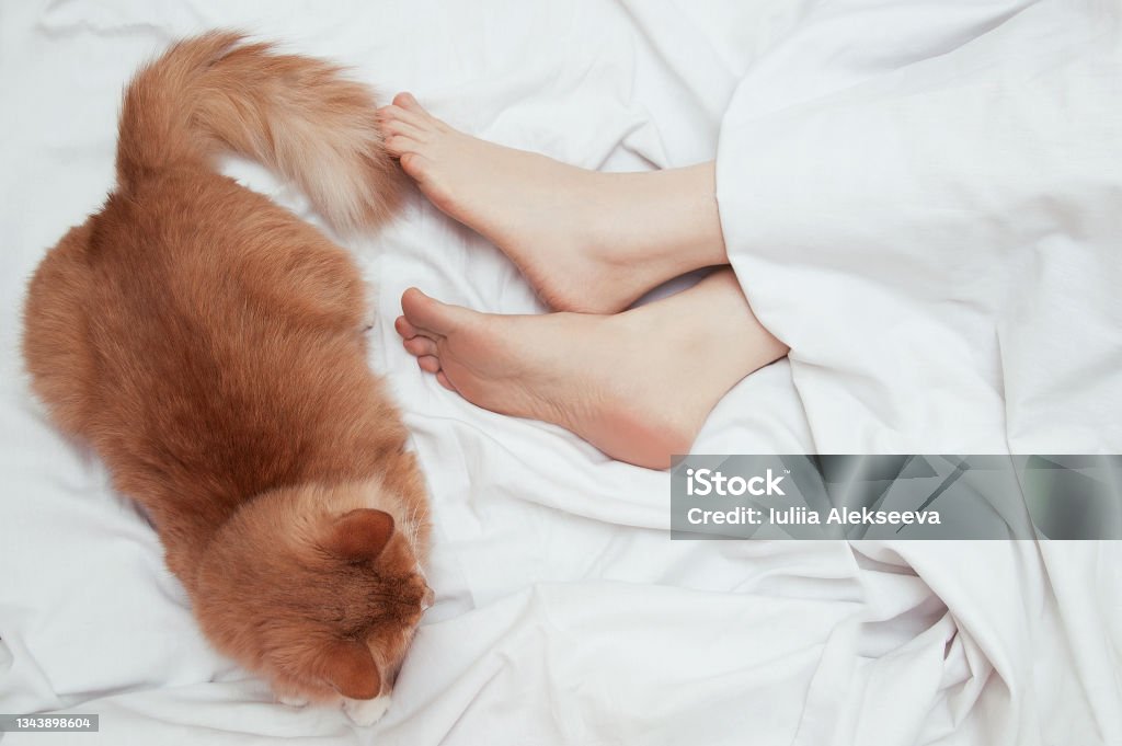 A ginger cat sleeps on bed at the feet of a Caucasian woman. View from above. A ginger cat sleeps on a bed at the feet of a Caucasian woman. View from above. Domestic Cat Stock Photo