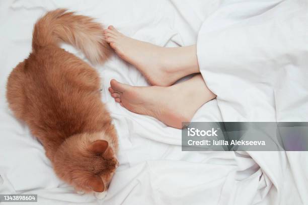 A Ginger Cat Sleeps On Bed At The Feet Of A Caucasian Woman View From Above Stock Photo - Download Image Now