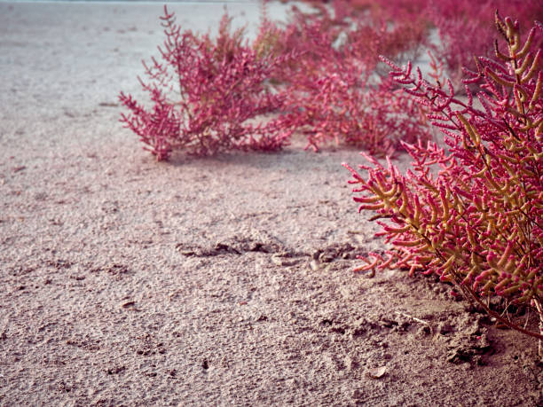 Flower Blooming In Desert