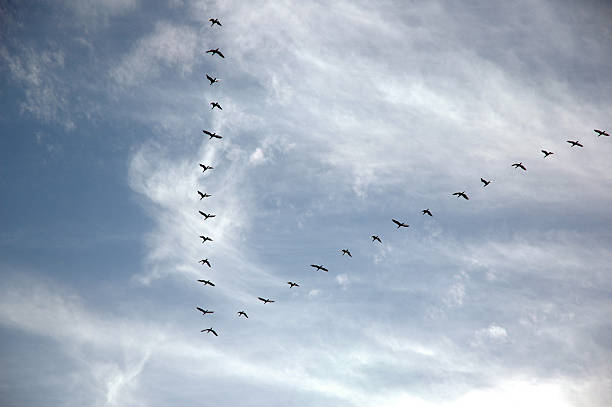 istock Flock of birds in V formation 134390021