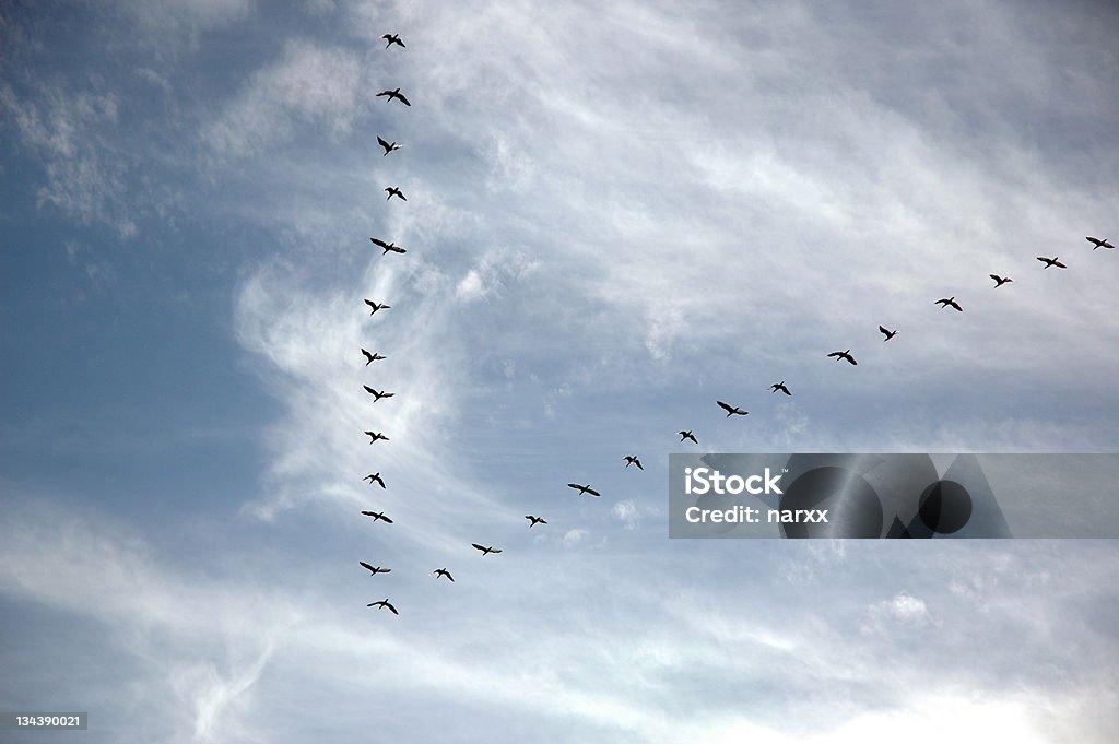 Stado ptaków w formacji V - Zbiór zdjęć royalty-free (Aranżacja)