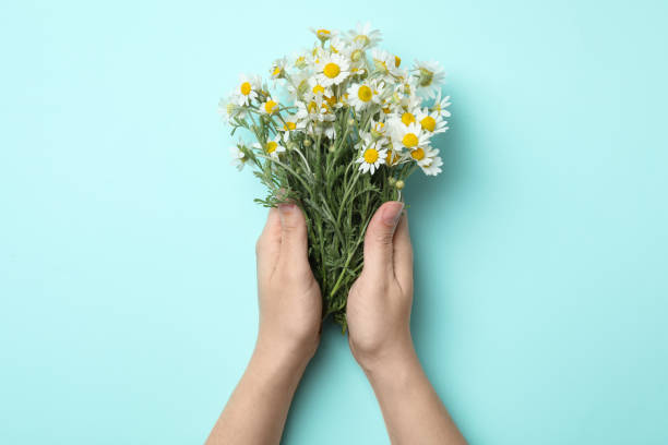 istock Woman holding chamomile bouquet on light background, top view 1343900289