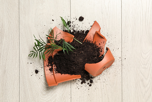 Broken terracotta flower pot with soil and plant on wooden background, flat lay