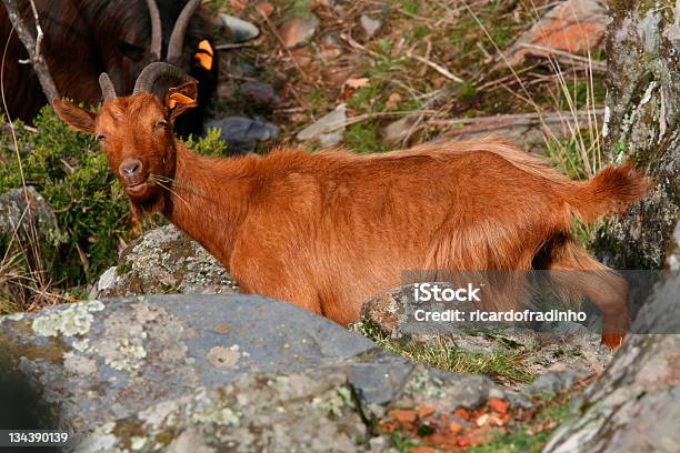 Capra Di Avanzamento - Fotografie stock e altre immagini di Agricoltura - Agricoltura, Animale, Bambino