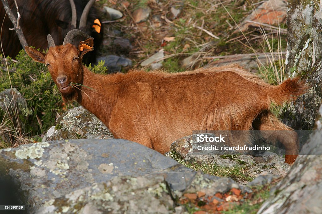 Cabra para alimentos para animais - Royalty-free Agricultura Foto de stock