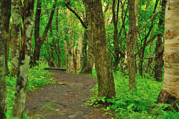 Hiking trail stock photo