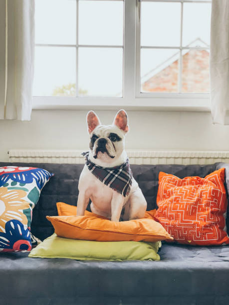 istock French Bulldog sitting on sofa 1343904549