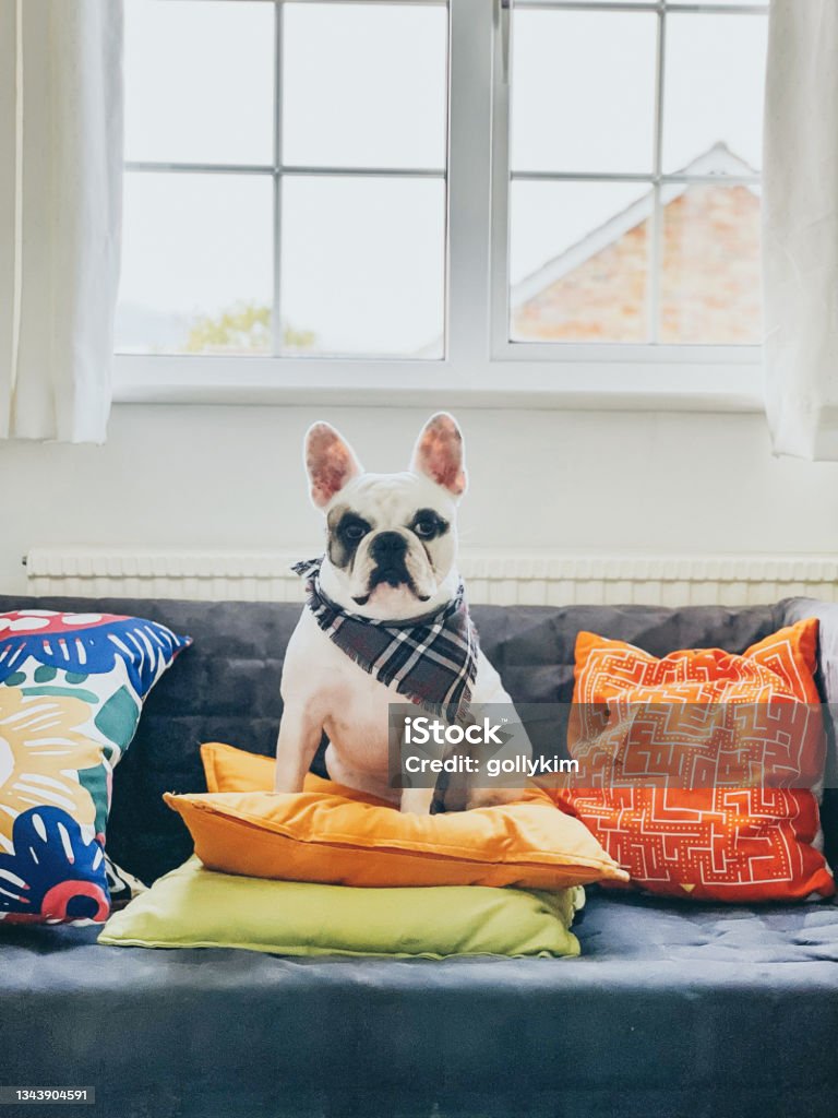 French Bulldog sitting on sofa Frenchie dog  with bandana sitting on sofa Dog Stock Photo