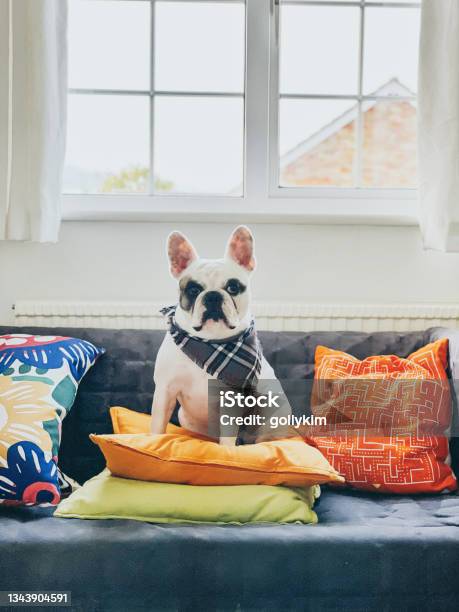 French Bulldog Sitting On Sofa Stock Photo - Download Image Now - Dog, Pets, Sofa