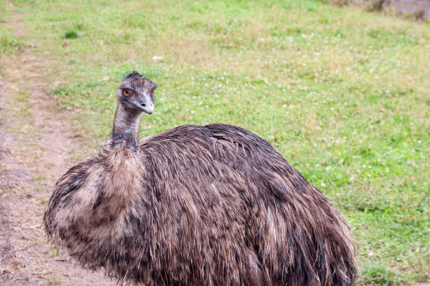 istock ostrich casuar emu in private zoo farm 1343906092