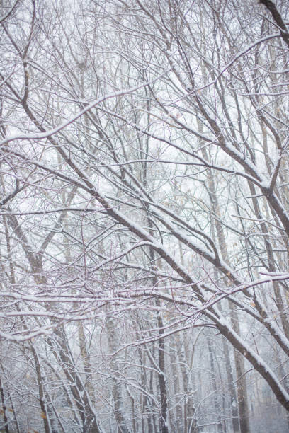 istock Coniferous and deciduous trees under a huge layer of snow 1343907396