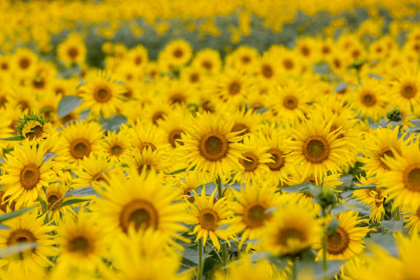 istock sunflower takne outdoors in summer 1343907715