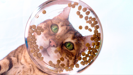 Bengal cat eating dry food pellets. Creative idea, unusual view. Shot from the bottom up through transparent glass