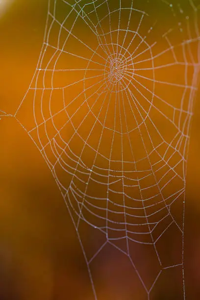 Close-up of a cobweb with dewdrops and a blurry background
