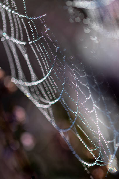 istock Close-up of a cobweb with dewdrops and blurry foreground and background 1343907773