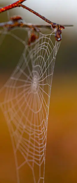 Close-up of a cobweb with dewdrops hanging on branches - vertical panorama