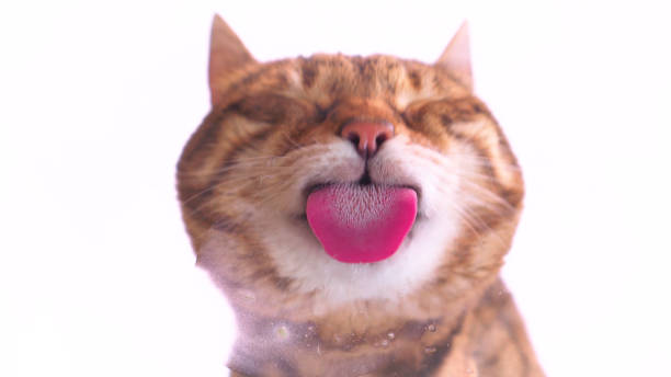 Close-up of laying white and brown cat with closed eyes and licking its pad with beautiful pink tongue.