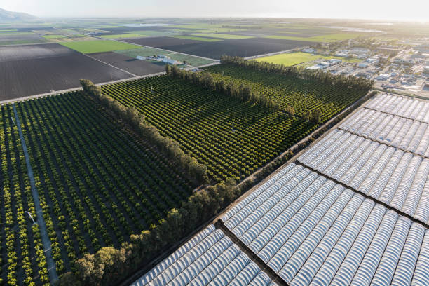 istock Camarillo California Farm Fields and Citrus Groves 1343909023