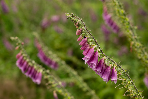 Primer plano de las hermosas pero tóxicas flores de las plantas de dedalera (Digitalis purpurea), que florecen de color púrpura y rosa photo