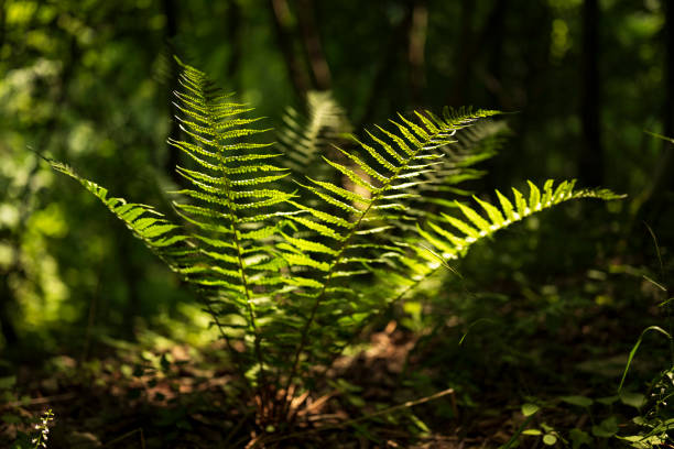 Fern leaves in the forest