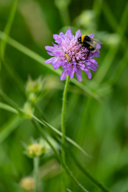 istock Bumblebee on a purple flowerhead 1343909287