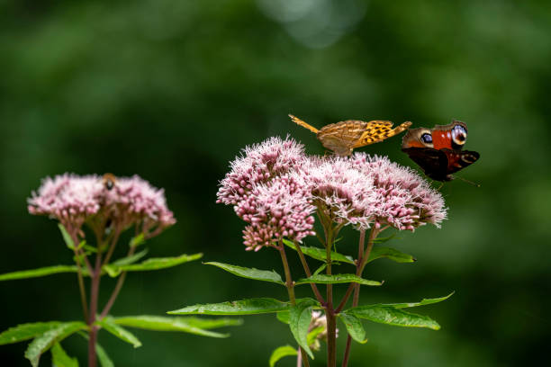 Two butterflies on pink wildflowers Close up of two different butterflies on wild pink umbellifer flowers, the Silver-washed fritillary (Argynnis paphia) and the colorful European peacock (Aglais io) silver washed fritillary butterfly stock pictures, royalty-free photos & images