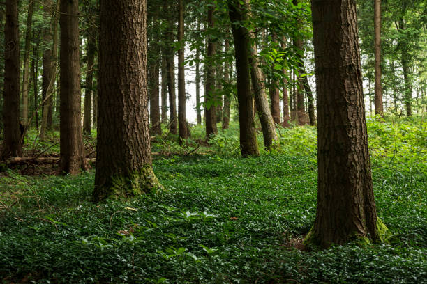 istock Mystic  forest with moss-covered tree trunks and overgrown forest floor 1343909318