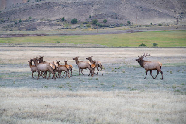 istock Elk bull shepherding cows and young elk. 1343910818