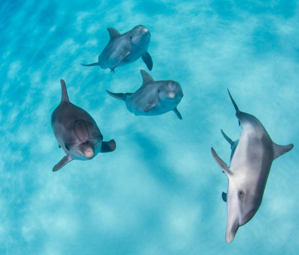 Dolphins from Above, Underwater stock photo