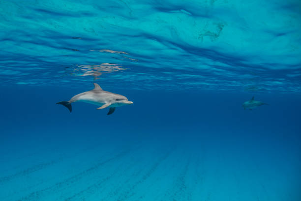 Single Dolphin at Surface stock photo