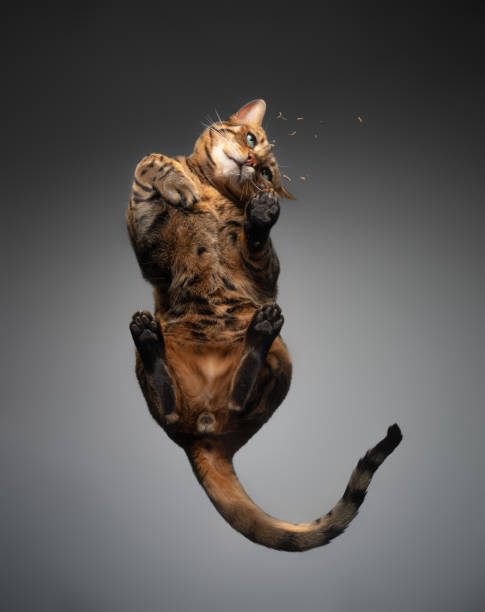 istock bengal cat sitting or standing on glass table 1343913083