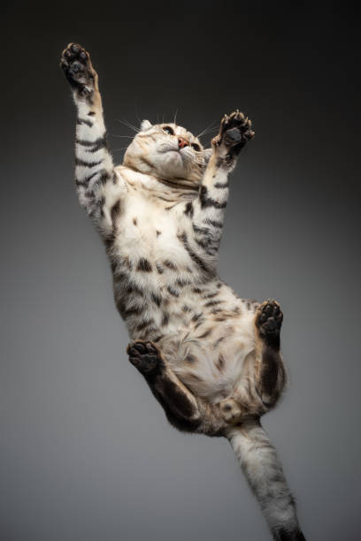 istock bengal cat lying on glass table 1343913126