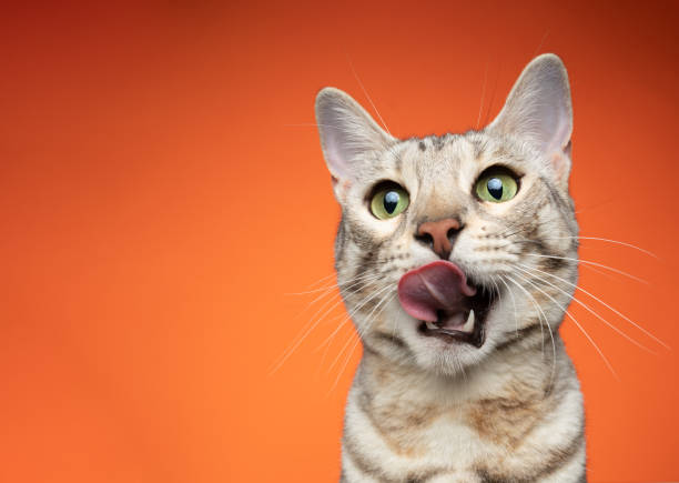 istock hungry bengal cat licking lips on orange background 1343913156