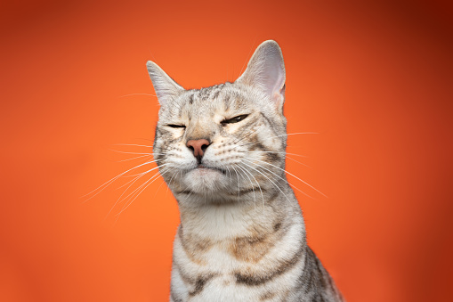 funny portrait of a bengal cat looking at camera suspiciusly squinting on orange background with copy space