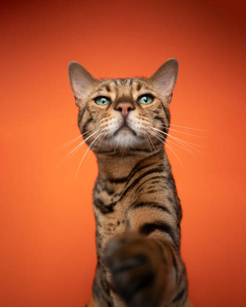 istock curious bengal cat with green eyes reaching for camera 1343913311