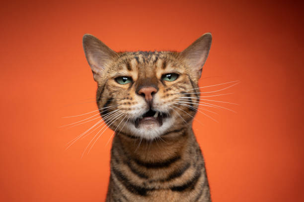 istock brown bengal cat with green eyes making funny face on orange background 1343913480