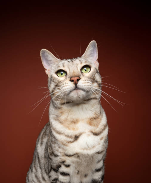 istock silver tabby bengal cat portrait on brown background 1343913530