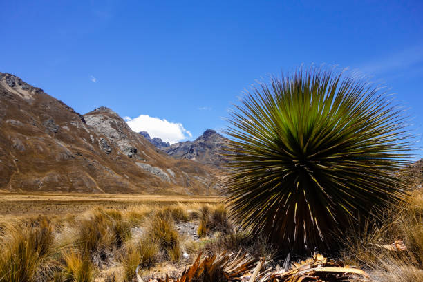 プヤ・ライモンディ、ブロメリア科植物、ウアスカラン国立公園、ペルーのアンデス - huaraz ストックフォトと画像