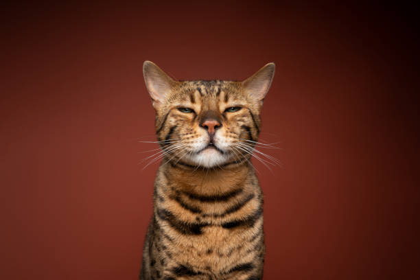 istock angry bengal cat portrait with judging look 1343915182