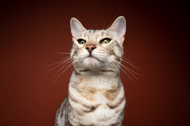 istock bengal cat with a strict judging look on brown background 1343915196