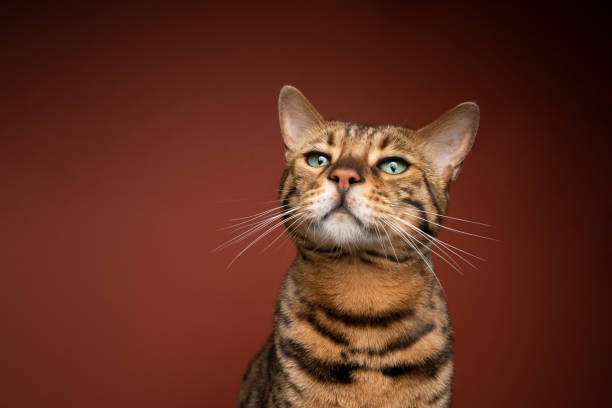 istock curious bengal cat portrait on brown background 1343915274
