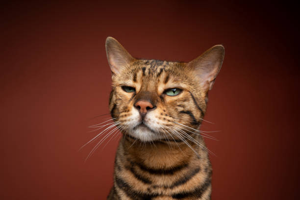istock bengal cat with green eyes looking at camera suspiciously 1343915363