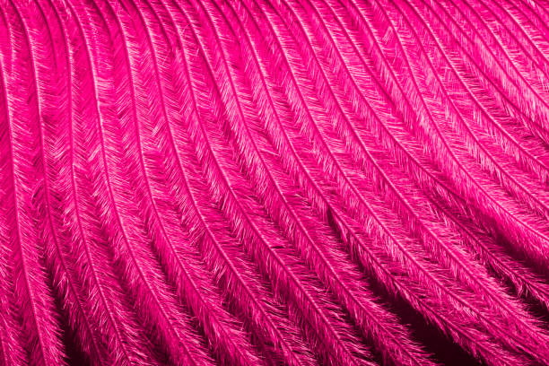 Fuchsia pink feather background texture with copy space for text. Festive invitation and greeting card design for inscriptions and wishes Fuchsia pink feather background texture with copy space for text. Festive invitation and greeting card design for inscriptions and wishes. Boa stock pictures, royalty-free photos & images