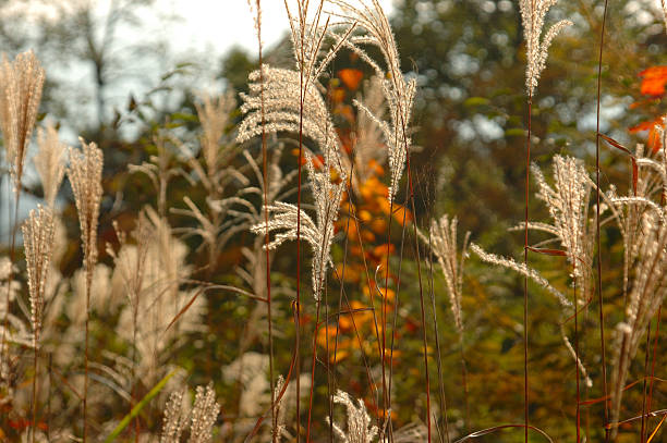 Prairie grass stock photo