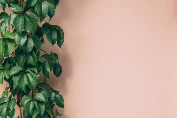 istock Ceramic wall with leaves as background on a sunny day with copy space 1343916762