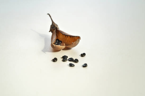 Crotalaria assamicaKogananetanuki makime
