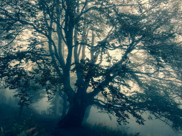 istock Trees in the Black Forest in Germany with fog. 1343933104